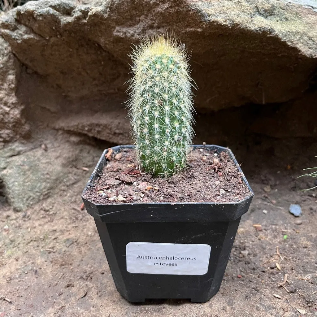 Austrocephalocereus estevesii Cactus Plant