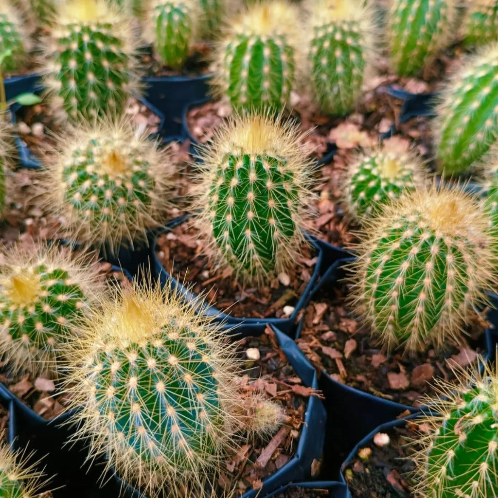 Austrocephalocereus estevesii Cactus Plant