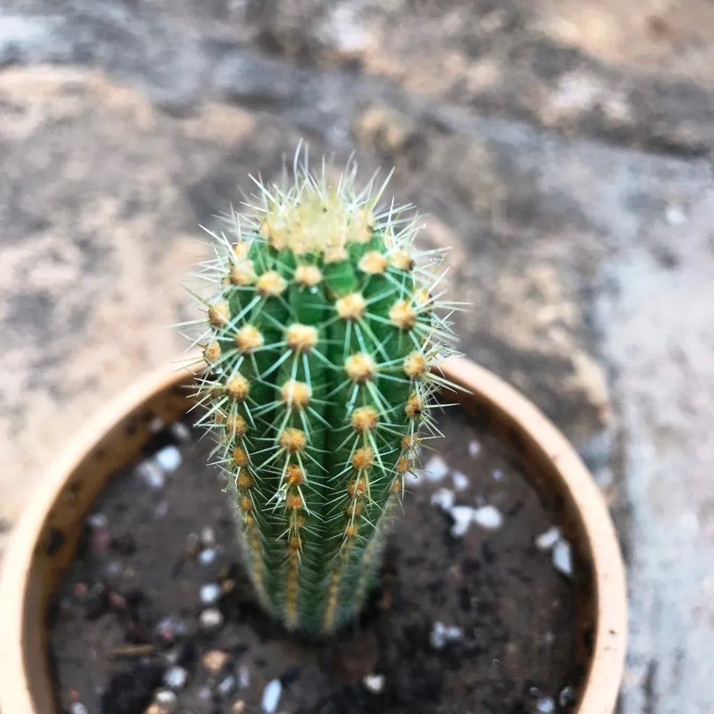 Cleistocactus Samaipatanus Cactus Plant