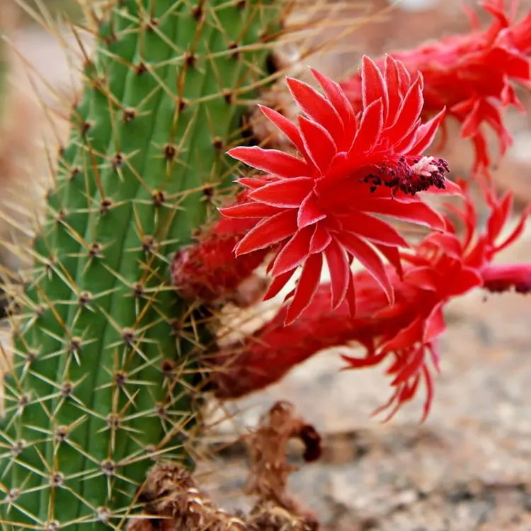 Cleistocactus Samaipatanus Cactus Plant