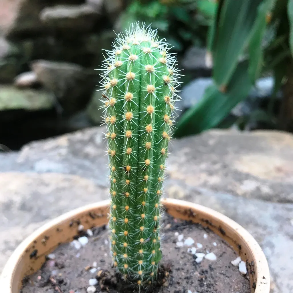 Cleistocactus Samaipatanus Cactus Plant