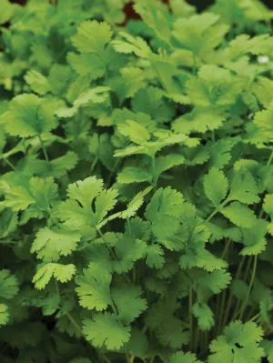 Coriander Seeds