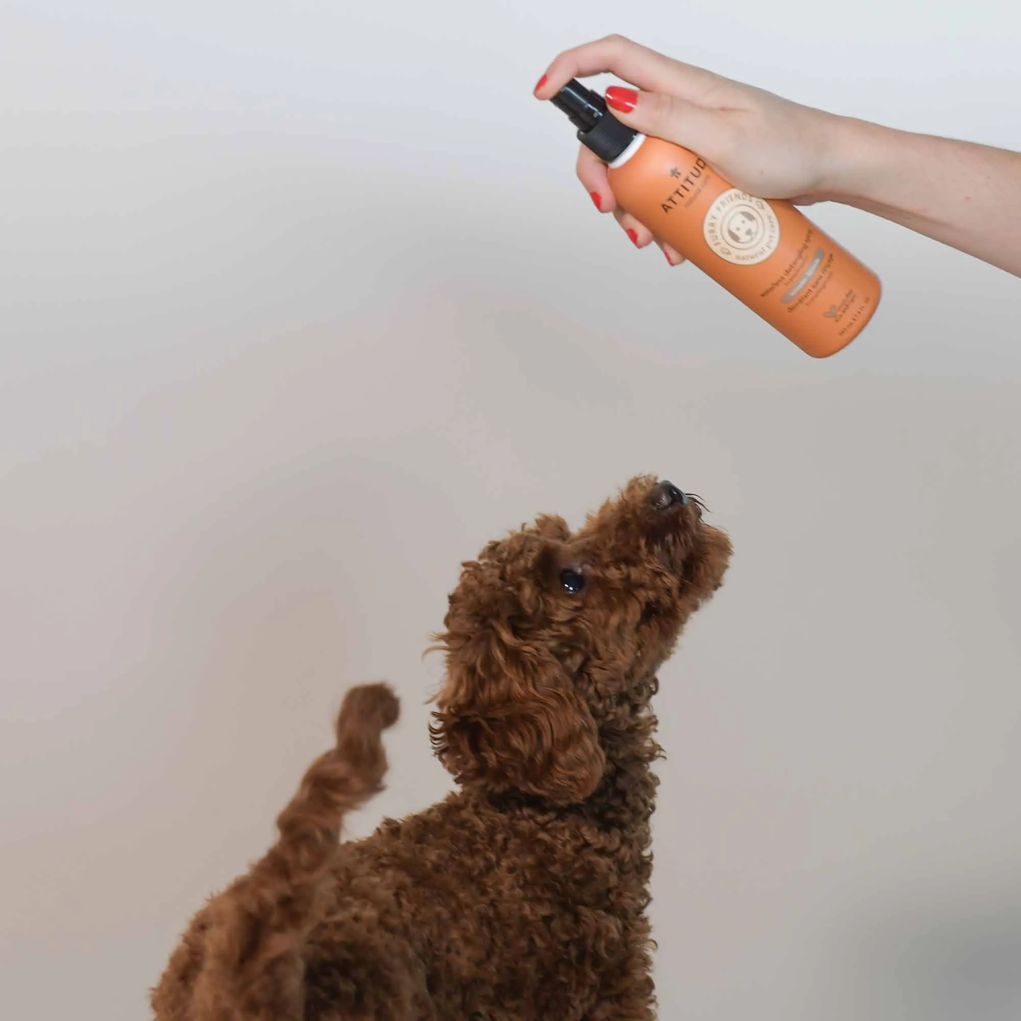 Pet Waterless Anti-Itching Detangling Spray : Lavender